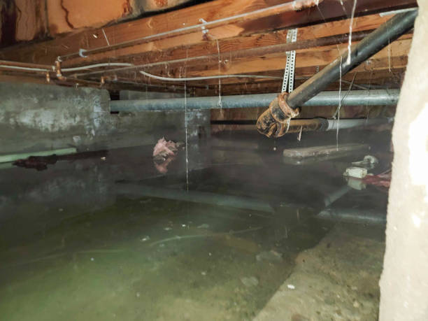 Best Fire Damage Restoration  in Myrtle Grove, FL