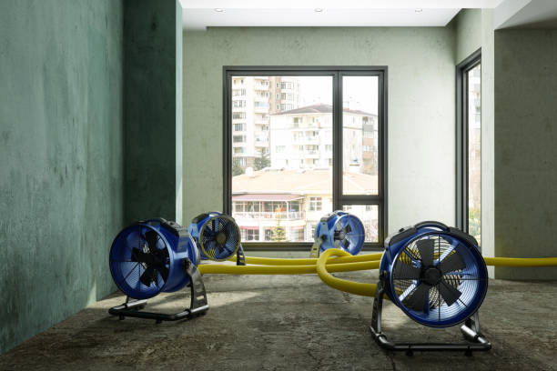 Best Professional water damage repair  in Myrtle Grove, FL